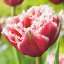 Тюльпан Брест / Tulipa Brest (Луковица C=12-14 см в упаковке с картинкой, 10 шт)